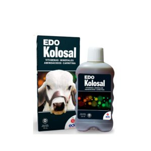 Edo Kolosal